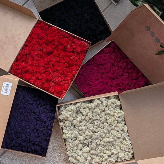 Colorful  Preserved Reindeer Moss (Purple, Red , Black, Cream , Fuchsia)