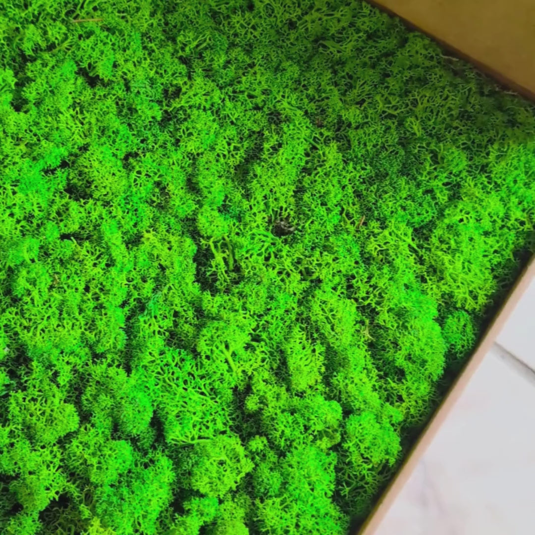 Preserved Reindeer Moss – 15 oz (5 Colors, 3 oz Each)